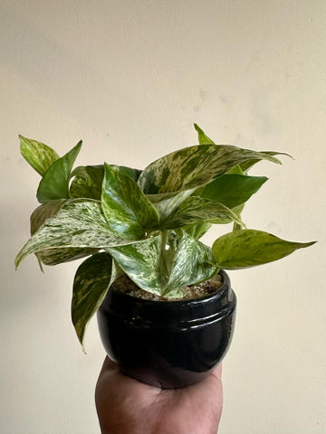 Marble Queen Pothos Plant in a Ceramic Pot