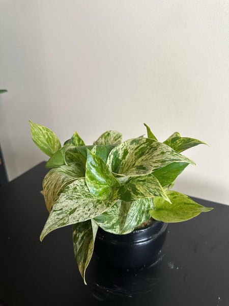 Marble Queen Pothos Plant in a Ceramic Pot