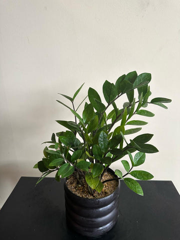 Zamia Plant Display in a Ceramic Pot (ZZ Plants)