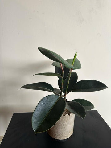 Rubber Plant in a Ceramic Pot