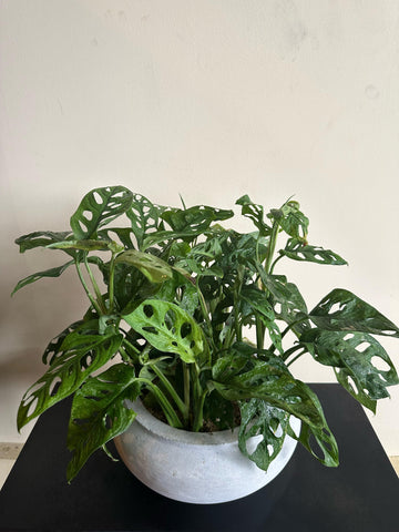 Monstera Adansonii Plants Arrangement in a Cement Pot