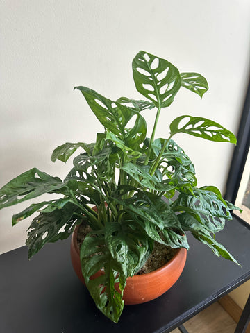 Monstera Adansonii Plants Arrangement in a Clay Pot