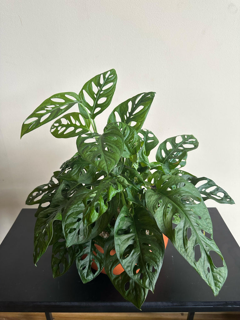 monstera plant arrangement Monstera Adansonii Plants Arrangement in a Clay Pot – Plants & Plants Supercentre