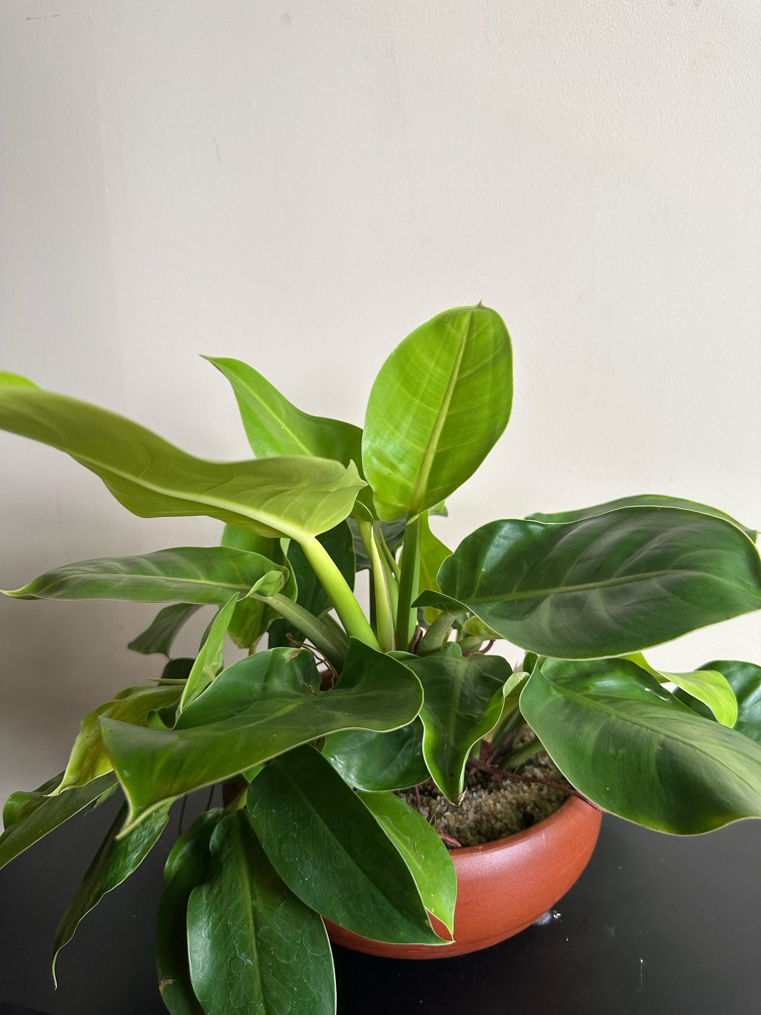 Philodendron Moonlight Plant in a Clay Pot