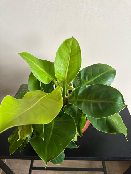 Philodendron Moonlight Plant in a Clay Pot