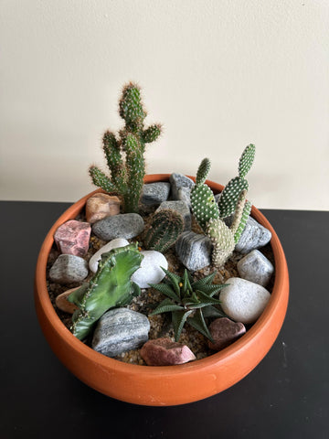 Cactus Plants Display Arrangement in a Clay Pot