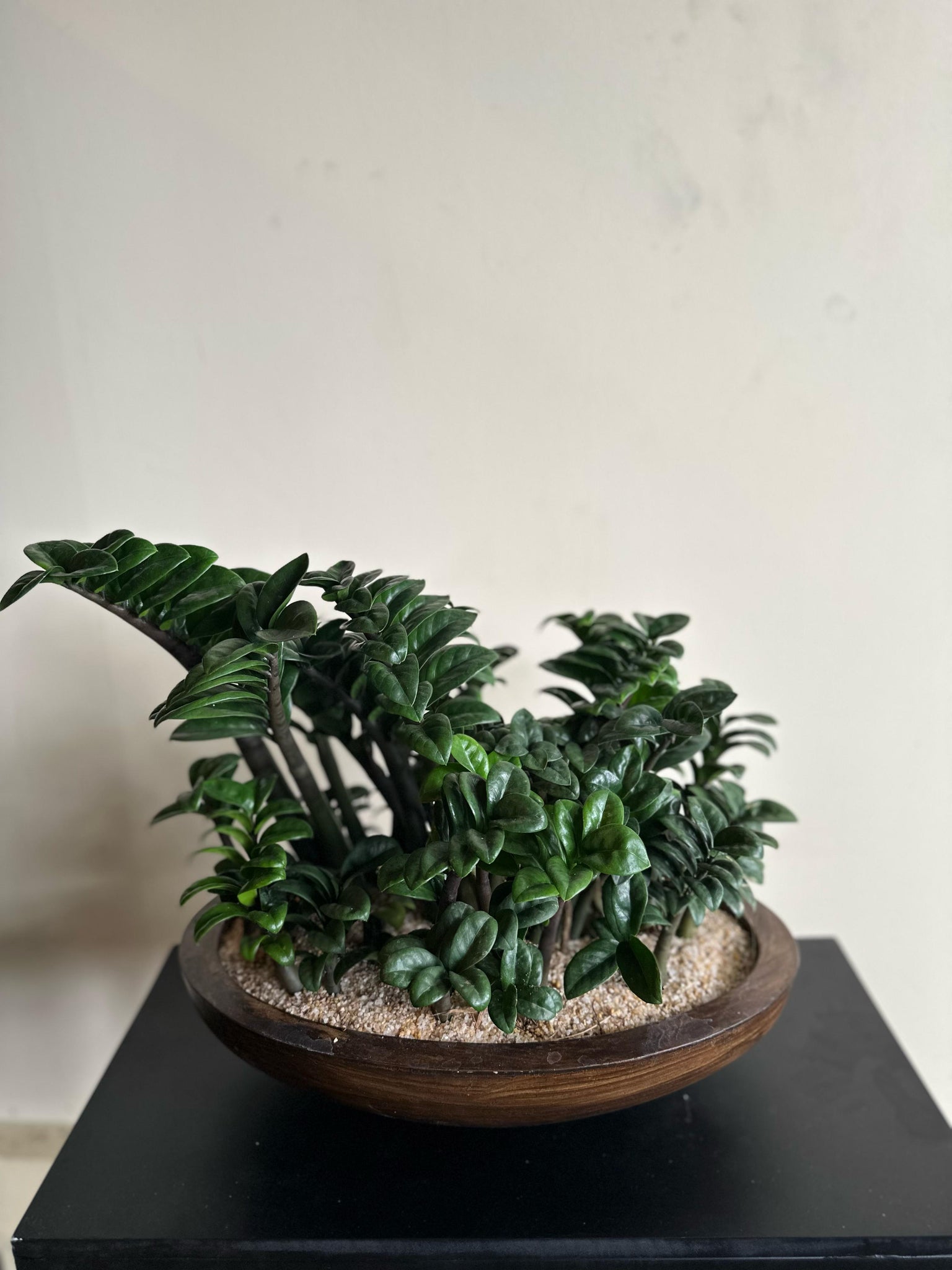 Zamia “dwarf” Plant in a Decorative Titanium Pot