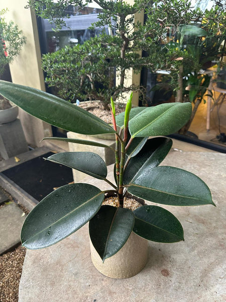 Rubber Plant in a Ceramic Pot