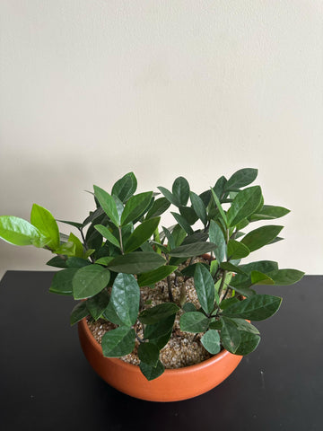 Zamia Plant Display in a Clay Pot (ZZ Plants)