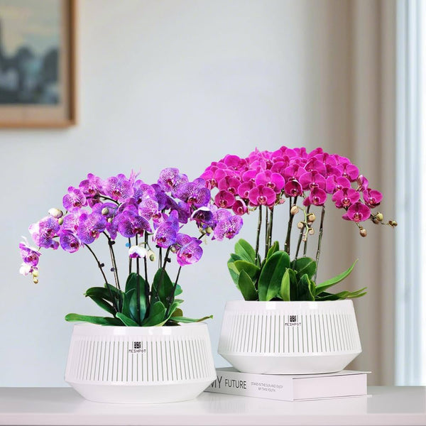 White Diamond Pot Set - 21cm