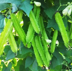 Winged Beans Plant in Poly Bag