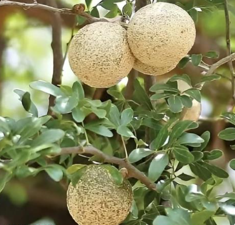 Woodapple (Budded) Plant in Poly Bag