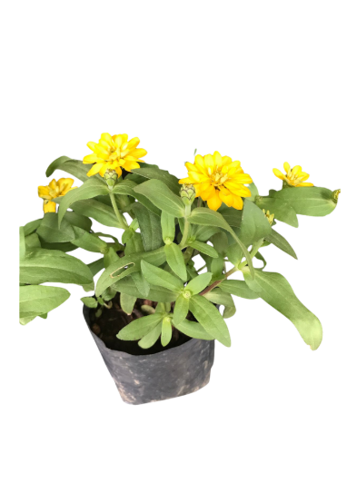 Zinnias Flowering Plant in 6cm Poly Bag