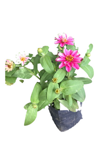 Zinnias Flowering Plant in 6cm Poly Bag