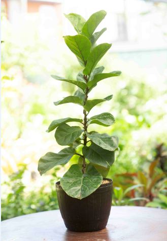 fiddle leaf fig plastic Ficus Lyrata Plant in a Plastic Pot – Plants & Plants Supercentre