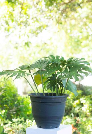 plastic monstera plant Monstera Deliciosa Plant in a Plastic Pot – Plants & Plants Supercentre