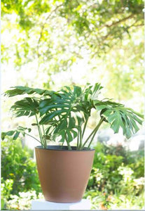 Monstera Deliciosa Plant in a Plastic Pot