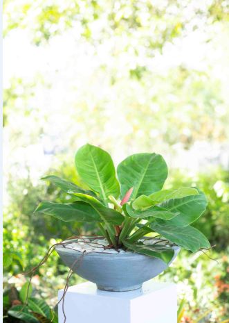 Philodendron Moonlight Plant in a Cement Pot