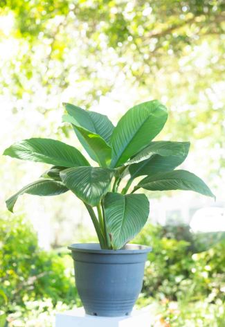Peace Lilly Sensation Plant in a Plastic Pot (Spathiphyllum Sensation)
