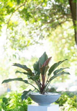 congo rojo philodendron light Philodendron Congo Rojo Plant in a Cement Pot – Plants & Plants Supercentre