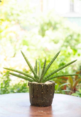 Sansevieria Cylindrica Plant in a Decorative Cement Pot