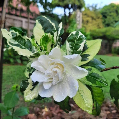 Gardenia Variegated