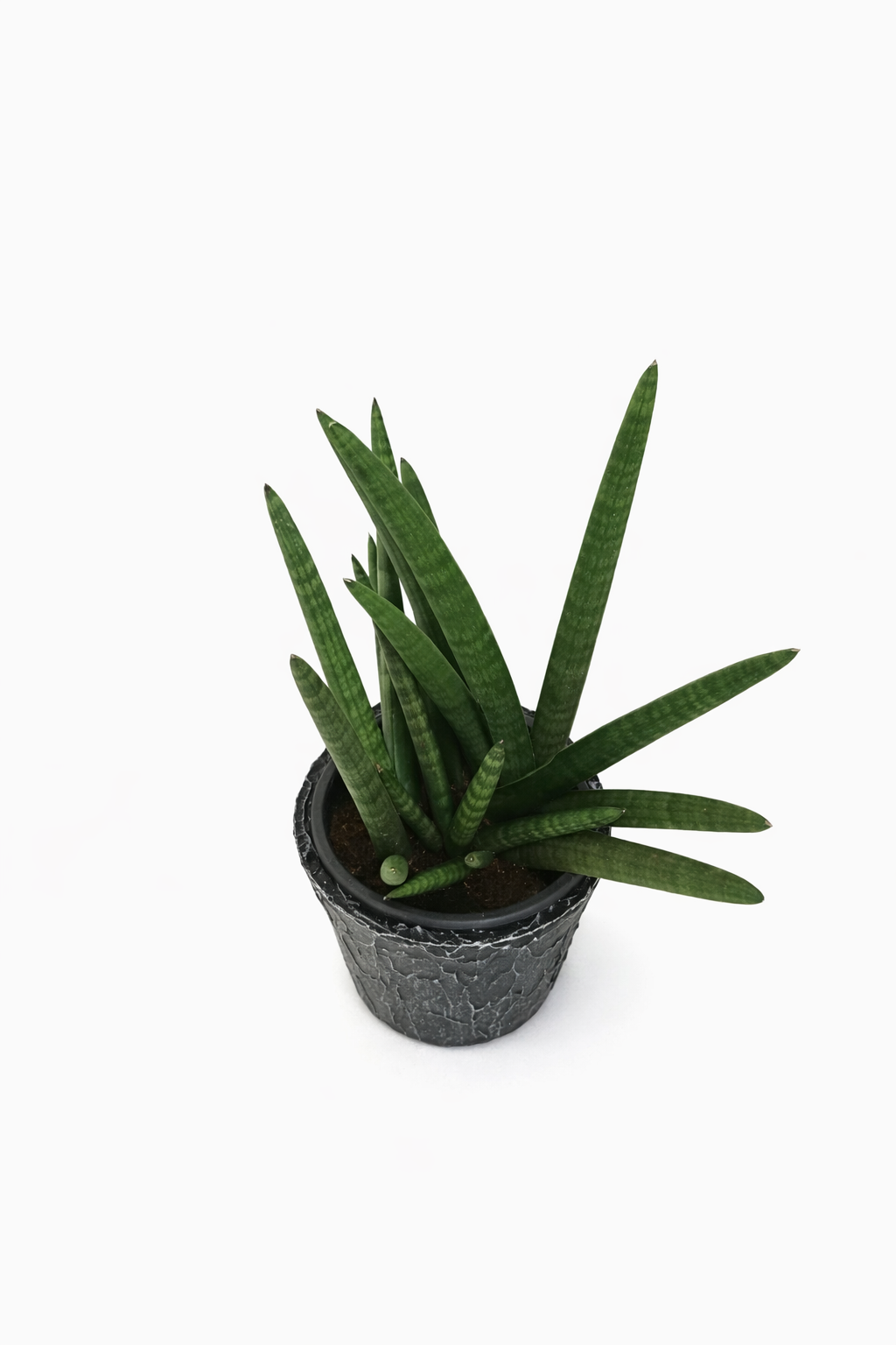 Starfish Sansevieria Plant in a Decorative Pot – Plants & Plants Supercentre