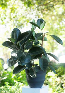 Rubber Plant in a Plastic Pot