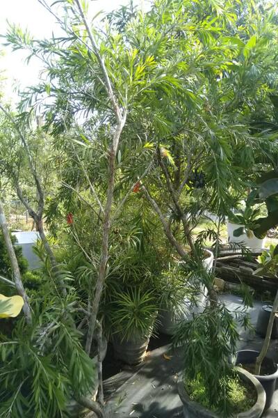 Bottlebrush Plant in Cement Pot : 7 to 8 Feet (Plant Height)