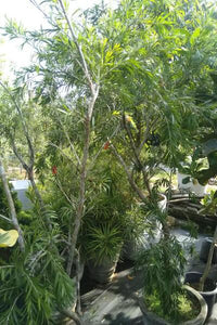 Bottlebrush Plant in Cement Pot : 7 to 8 Feet (Plant Height)