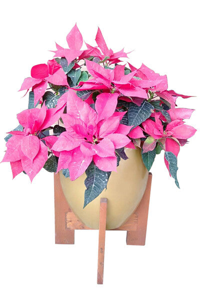 Poinsettia Plant In Fiber Pot : 2 to 2.5 Feet (Display Height)