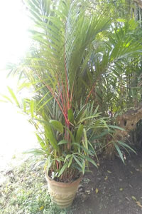 Red Palm Plant in root balled: 7 to 8 Feet (Plant Height)