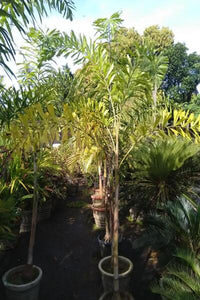 Fox Tail Palm Tree in Plastic Pot : 6 to 8 Feet (Plant Height)