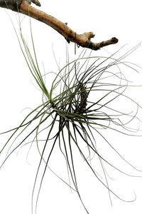 Tillandsia festucoides Plant : 6 to 8 Inches (Plant Spread)