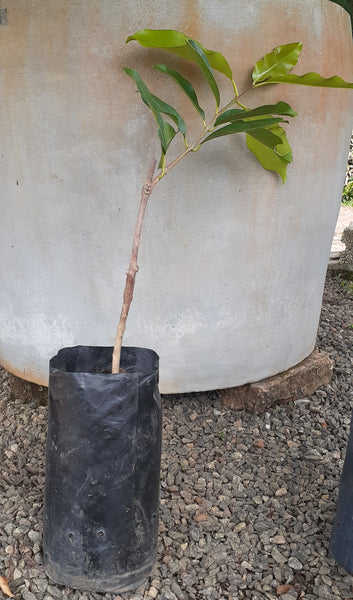 Ma dan plant (Syzygium cumini)Plant poly bag: 10 -12 inches(Plant hight)