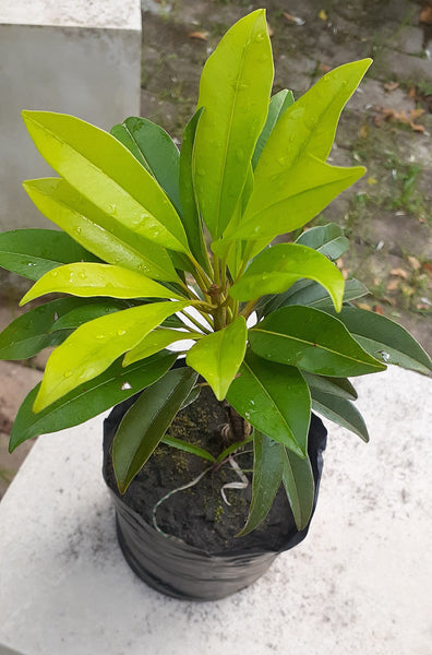 Sapodilla Plant in Poly Bag : 5 to 8 Inches (Plant Height)