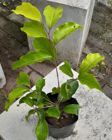 Ugurassa (Budded) Plant in Poly Bag : 8 to 10 Inches (Plant Height)