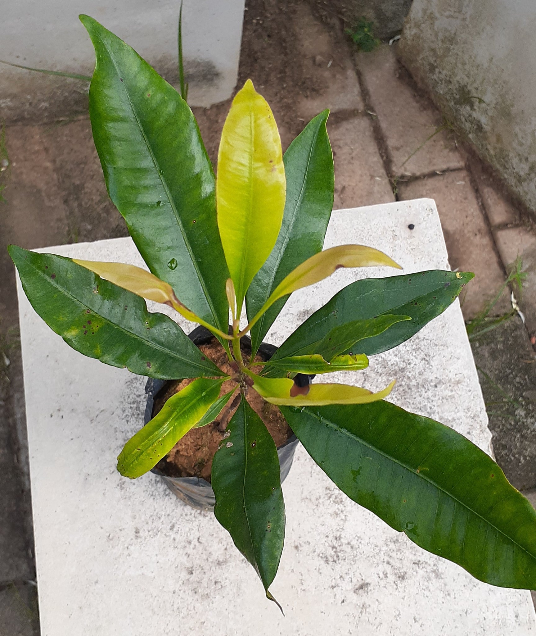 Cloves (Karabu Plant) - ( Plant height 1 Feet )