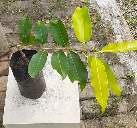 Ma dan plant (Syzygium cumini)Plant poly bag: 10 -12 inches(Plant hight)