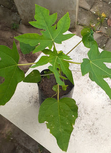 Papaya Plant in Poly Bag : 5 to 8 Inches (Plant Height)