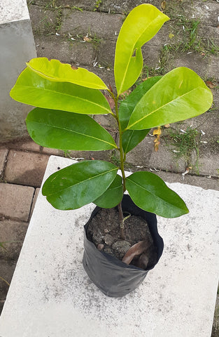 Soursup plant in poly bag - (Plant height 8-10 inches).