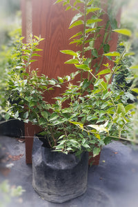 Jasminum grandiflorum Plant in Poly Bag : 1 to 2 feet (Plant Height)