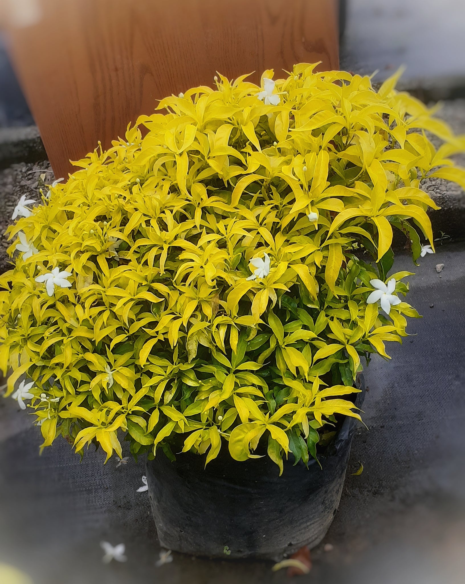 Tabernaemontana (Yellow) Plant in Poly Bag : 1 to 2 feet (Plant Height)