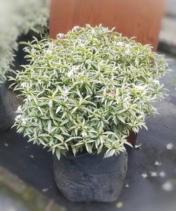 Tabernaemontana (White) Plant in Poly Bag : 1 to 2 feet (Plant Height)