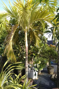 Veitchia Yellow Palm Tree in Cement Pot : 10 to 12 Feet (Plant Height)