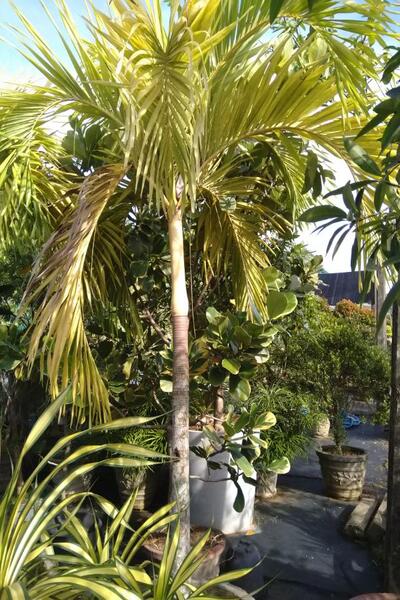 yellow palm plant Root Balled Veitchia Yellow Palm Tree – Plants & Plants Supercentre
