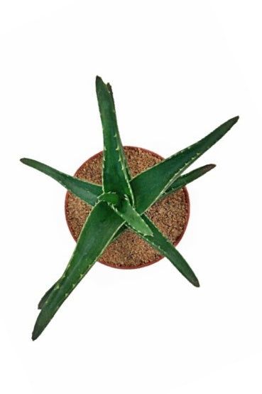 Aloe Plant in Plastic Pot