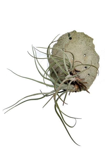 Tillandsia recurvata 8 to 10 Inches (Plant Spread)