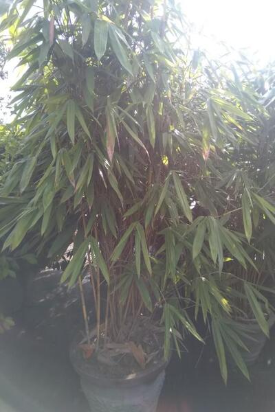 Malaysian Bamboo Plant in Cement Pot