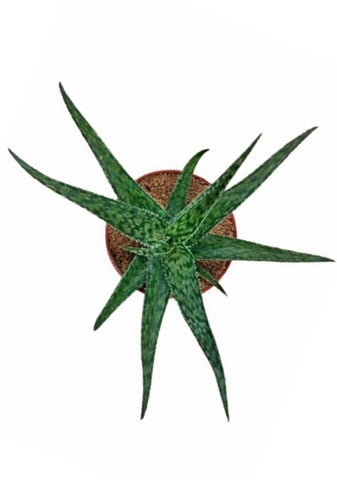 Aloe Maculata Plant in Plastic Pot